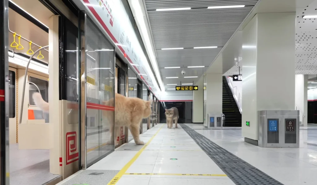 Youtuber construye un metro funcional para gatos y se vuelve viral